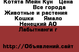 Котята Мейн Кун › Цена ­ 15 000 - Все города Животные и растения » Кошки   . Ямало-Ненецкий АО,Лабытнанги г.